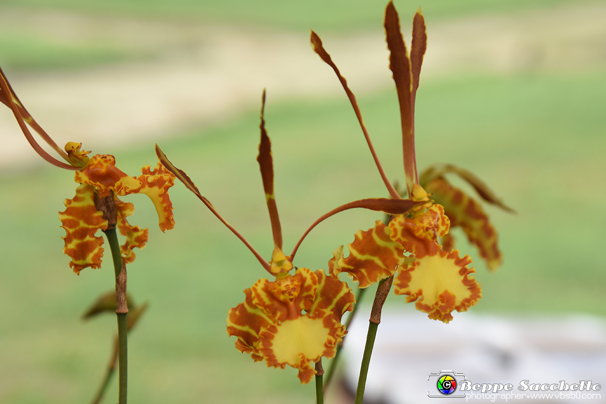 VBS_3517 - Floreal 2023 - Vivere con le piante.jpg